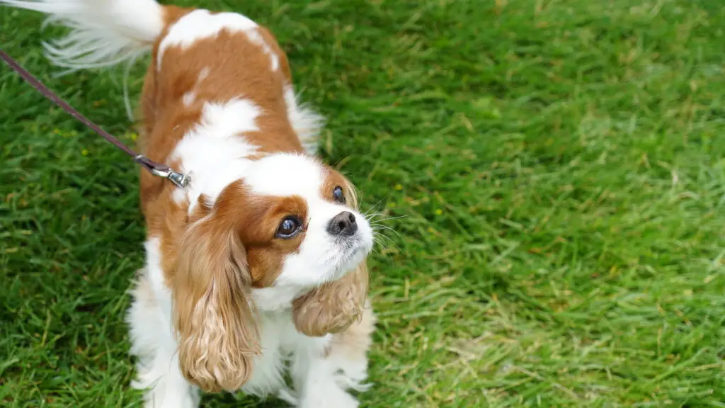 Dog standing in grass representing gratitude, appreciation, and everyday joy.